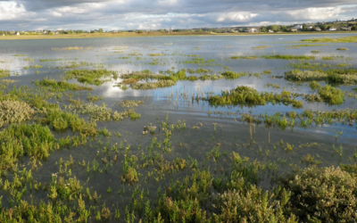 Quand le marais avance…