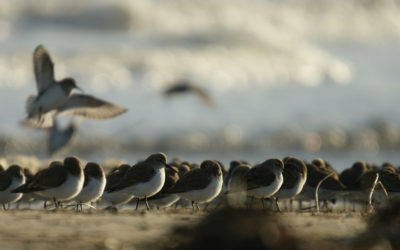 Suivre les effectifs d’oiseaux sur la réserve en temps réel !