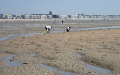 Pêche à pied : VivArmor Nature forme les acteurs de la Loire-Atlantique