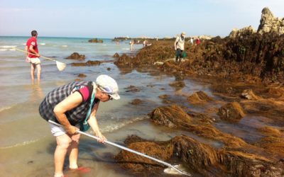 Pêche à pied : lancement d’un observatoire en Manche – Mer du Nord