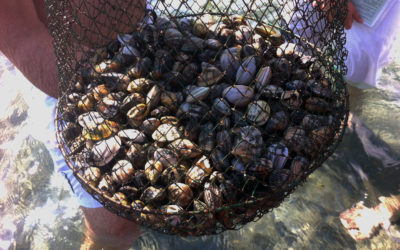 Pêche à pied : VivArmor Nature forme les gestionnaires de l’étang de Berre