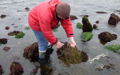 Pêche à pied : nouvelle réglementation pour la récolte des algues