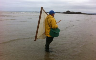 Grandes marées de juin : bilan de la sensibilisation des pêcheurs à pied