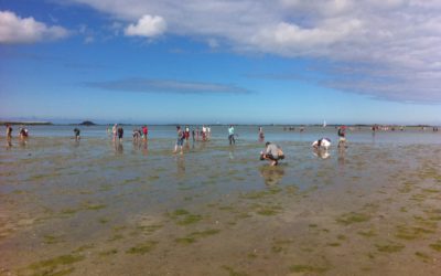 Grandes marées d’août : bilan des comptages et de la sensibilisation des pêcheurs à pied