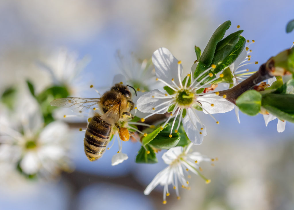 Conférences - Les insectes pollinisateurs - VivArmor Nature