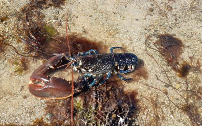 400 pêcheurs à pied sensibilisés lors des grandes marées du 30 août au 2 septembre