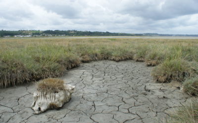 Le pré salé de l’anse d’Yffiniac