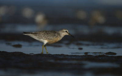 Evolution des oiseaux en baie de Saint-Brieuc