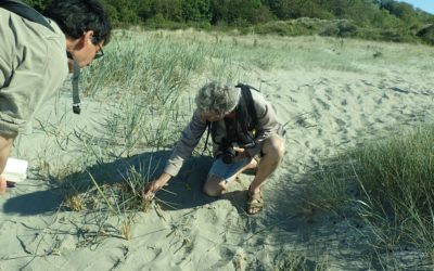 Sortie botanique aux dunes de Bon Abri !