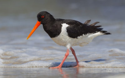 Des oiseaux protégés victimes de l’inconscience de quelques-uns…