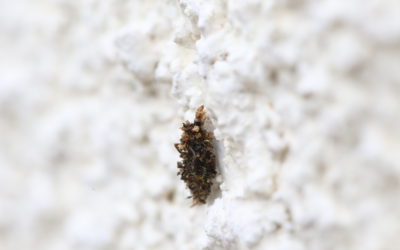 L’observation naturaliste du mois