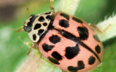 La Coccinelle des feuillus