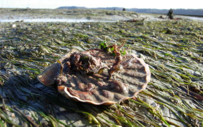 La Coquille Saint-Jacques