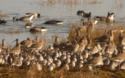 Les oiseaux de la baie de St-Brieuc expliqués aux anglophones