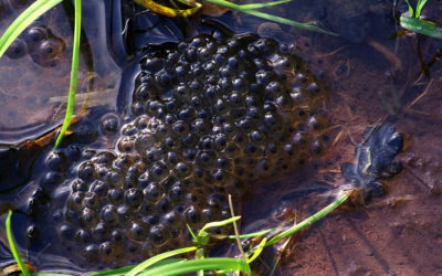 A la recherche des pontes de Grenouille rousse