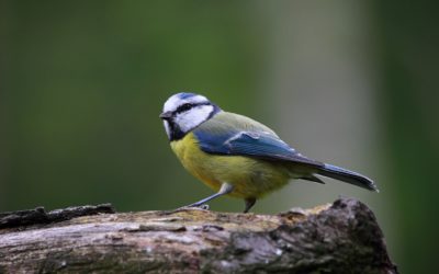 La Mésange bleue