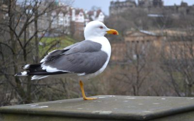 Du côté de la recherche : En Angleterre, les goélands urbains sont à l’heure humaine !