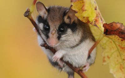 Enquête sur le Lérot : poursuivons les efforts en Côtes d’Armor !