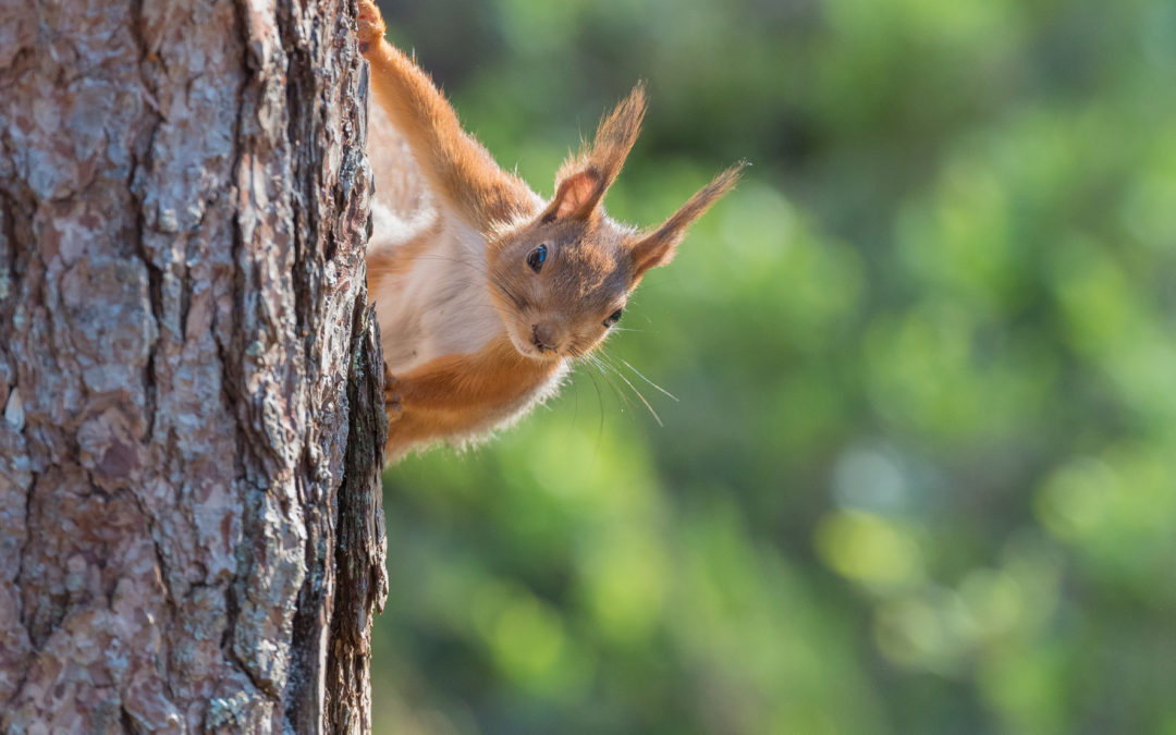 Du côté de la recherche : Comment les jeunes Écureuils roux choisissent leur futur lieu de vie ?