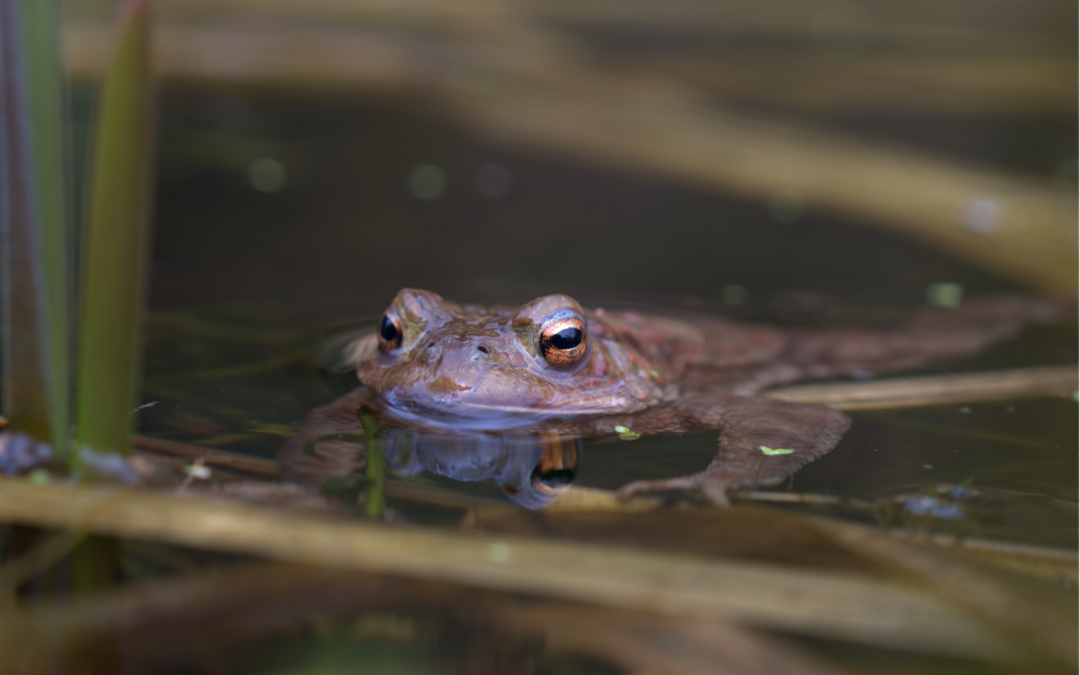 Étude des Amphibiens de la zone humide de Plouisy