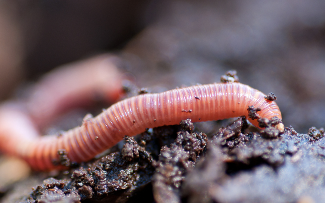 Université de la Nature : découverte des groupes fonctionnels de vers de terre