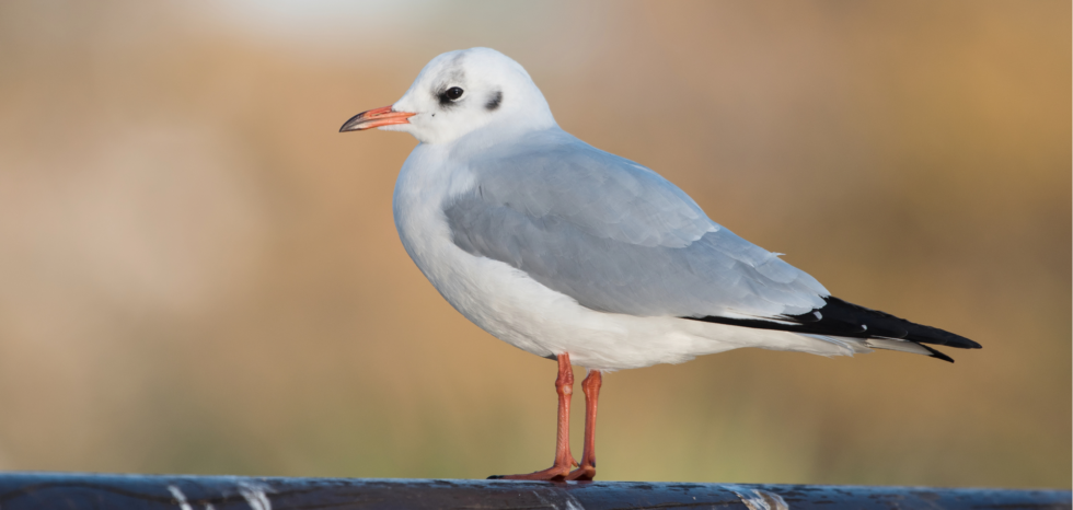 La Mouette rieuse - VivArmor Nature