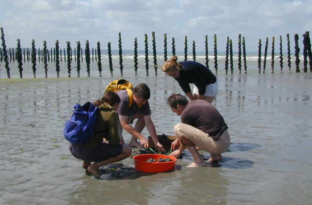 Évaluation du gisement de bivalves en baie de St-Brieuc