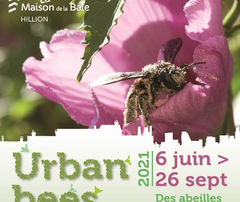 Expo intérieure de la Maison de la Baie : « Urbanbees – Des abeilles dans ma ville »