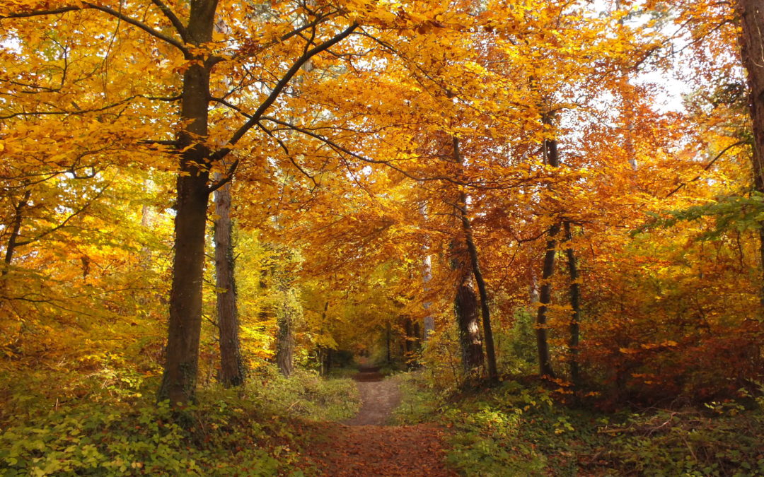 Sortie « A l’automne, la nature se prépare doucement à l’hiver »