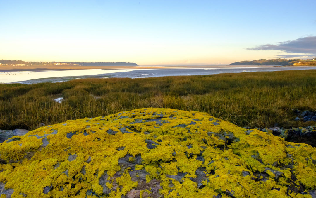 Université de la Nature : initiation aux bases de l’écologie