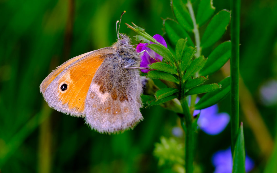 Cycle de formation « Insectes »