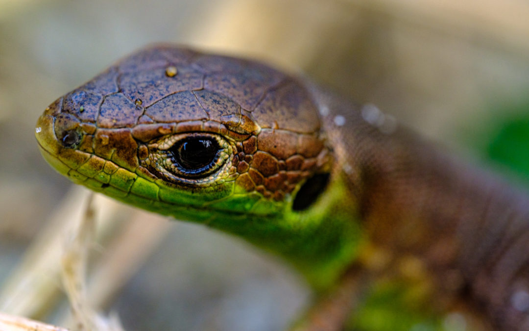 Université de la Nature : initiation à la reconnaissance des reptiles