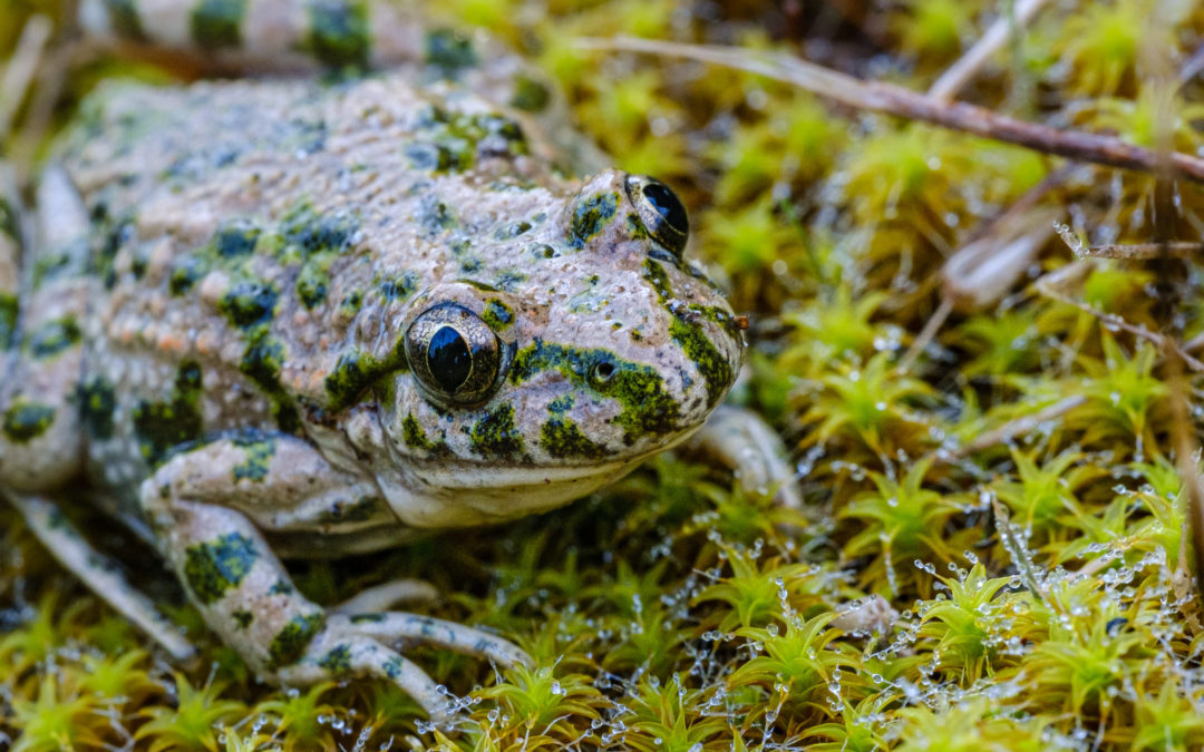 Cycle de formations « Amphibiens »