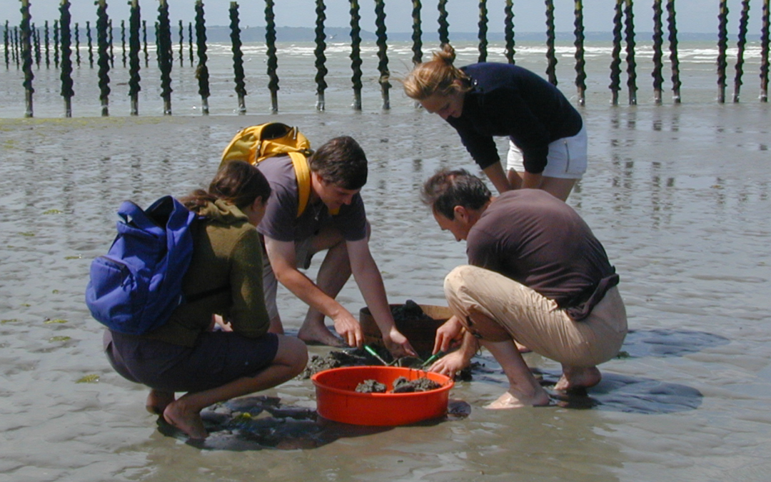 Appel à bénévoles : Évaluation du gisement de bivalves en baie de St-Brieuc