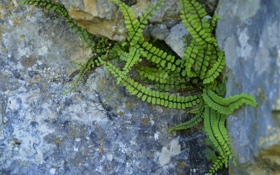 Sortie « La nature en ville »