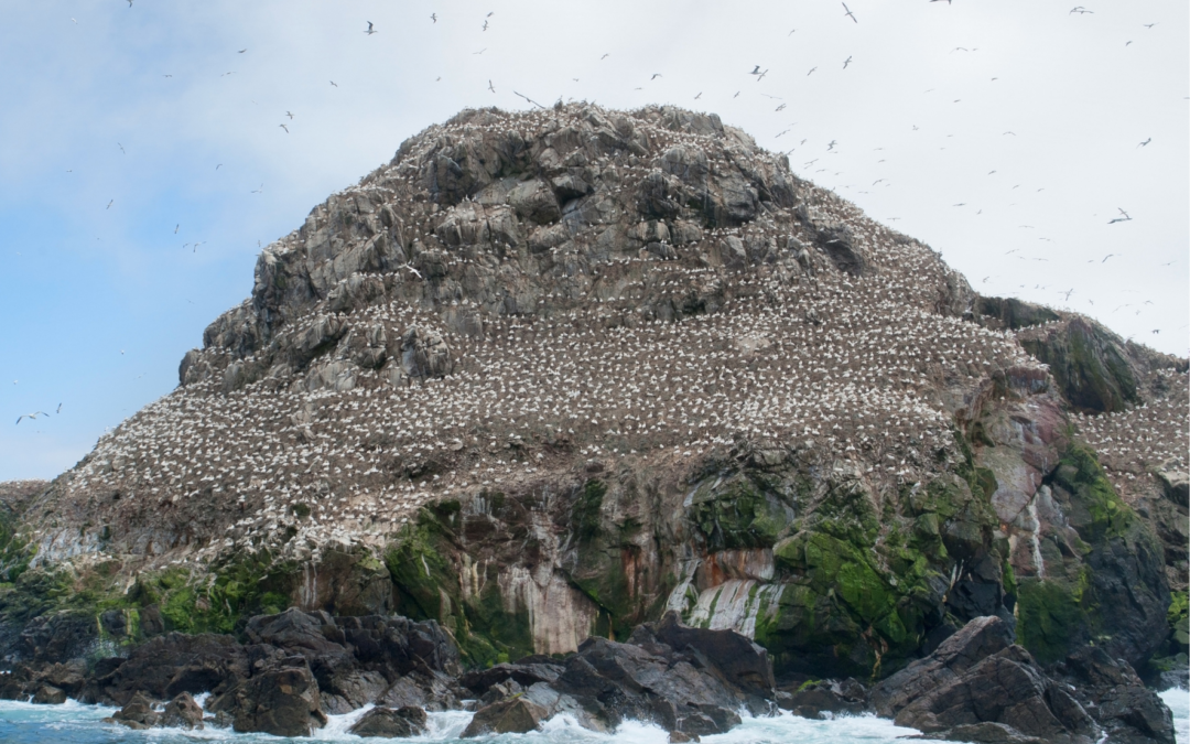 Sortie « A la découverte des oiseaux de la Réserve naturelle des Sept-Îles »