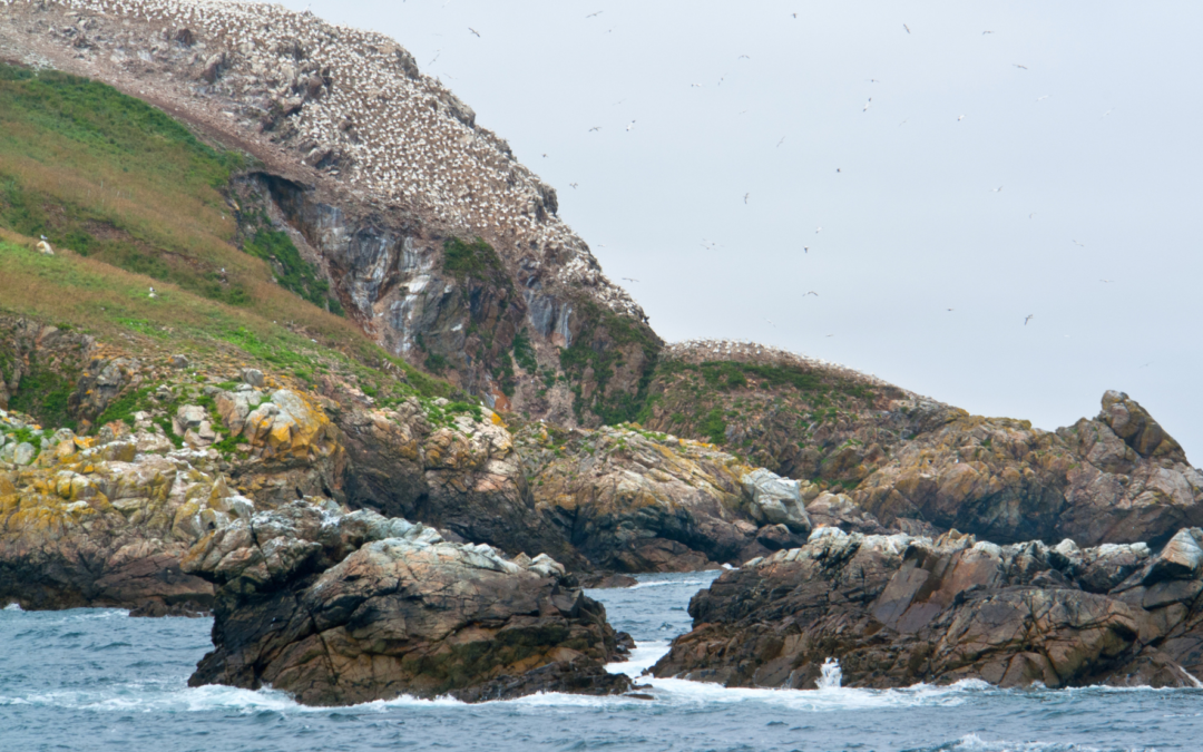 La Réserve naturelle nationale des Sept-Îles est officiellement étendue