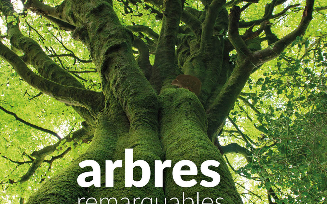 Sortie « A la découverte des arbres remarquables des Côtes d’Armor »