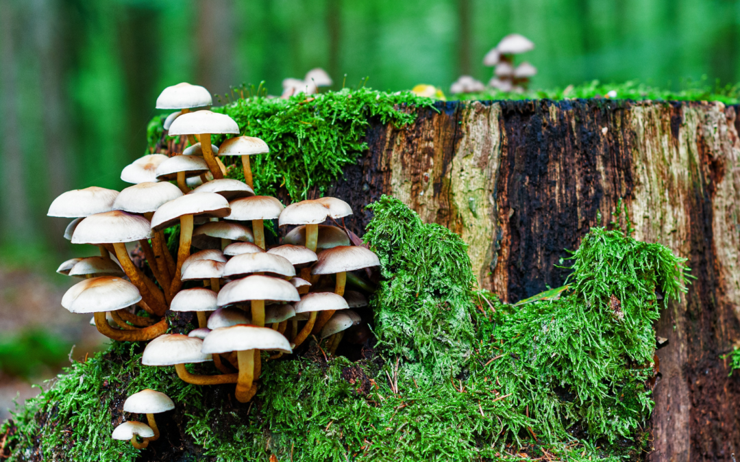 Les champignons forestiers et leurs interactions avec les arbres