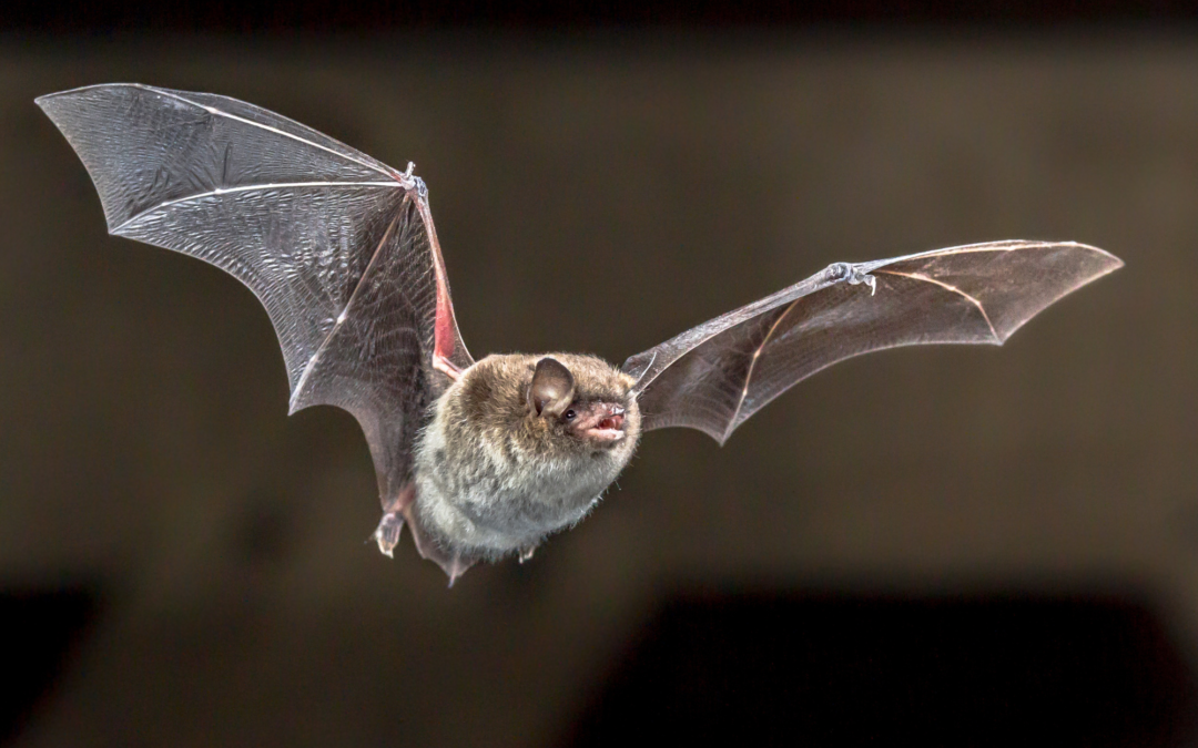 Du côté de la recherche : quand les chauves-souris rivalisent avec les chanteurs de death metal