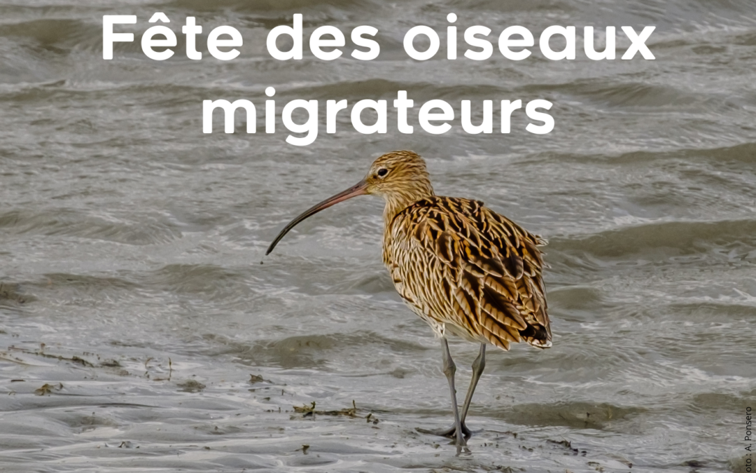 Quatrième édition de la Fête des oiseaux migrateurs