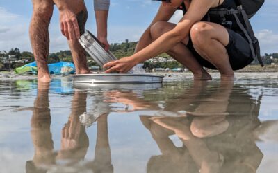 Bilan du suivi du gisement de bivalves en baie de Saint-Brieuc