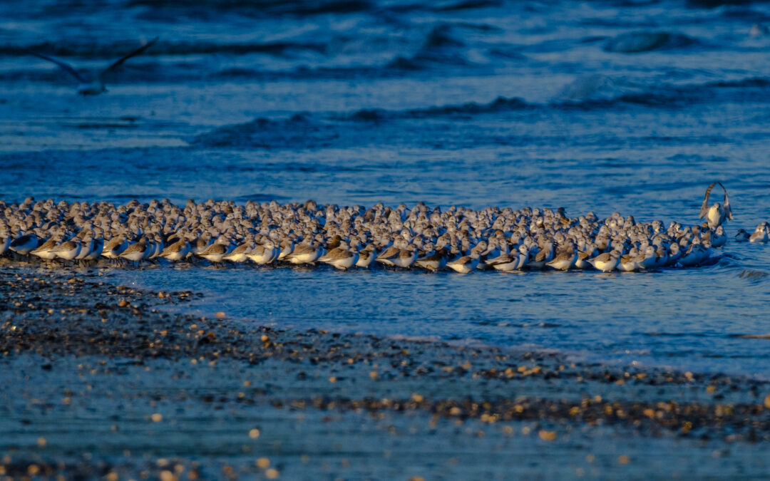 Observation des oiseaux de la baie