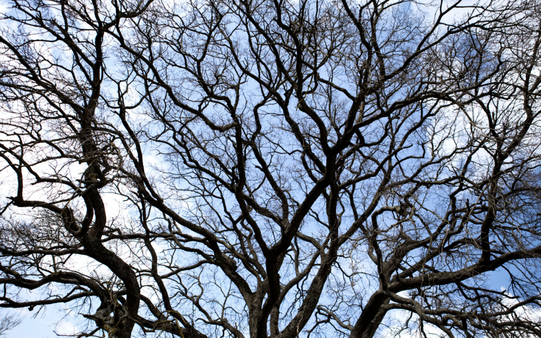 « Arbre tout nu, qui es-tu ? » : apprendre à reconnaître les arbres en hiver