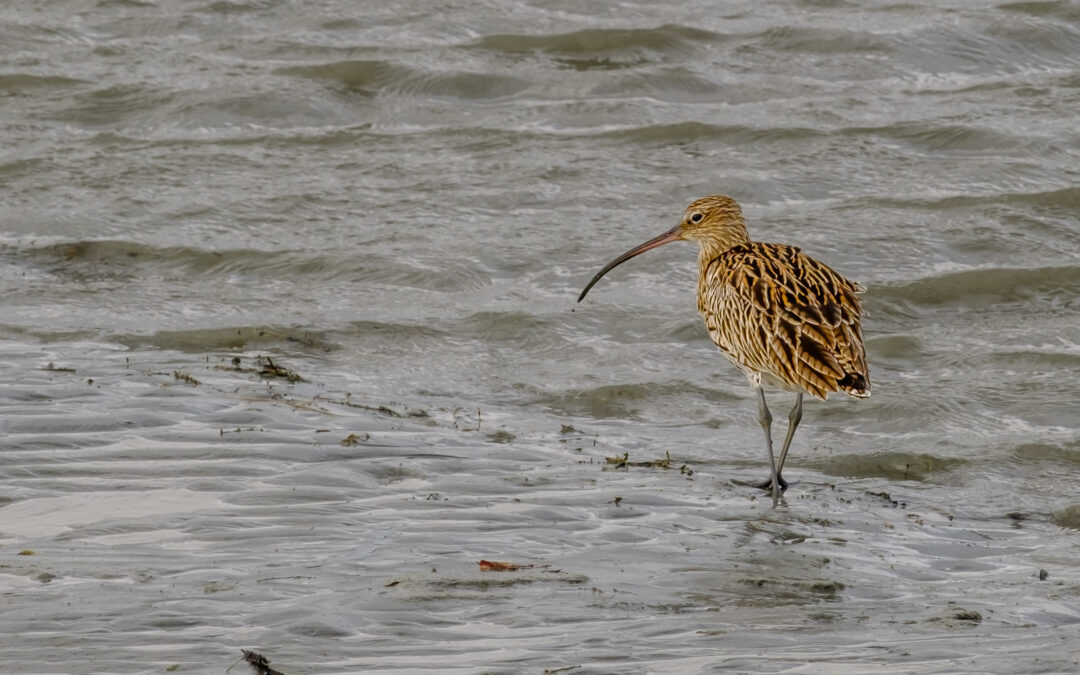 Comptage ornithologique en baie de Saint-Brieuc