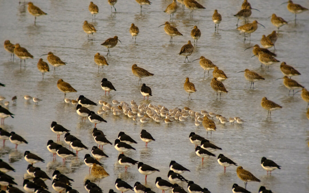 Comptage ornithologique en baie de Saint-Brieuc