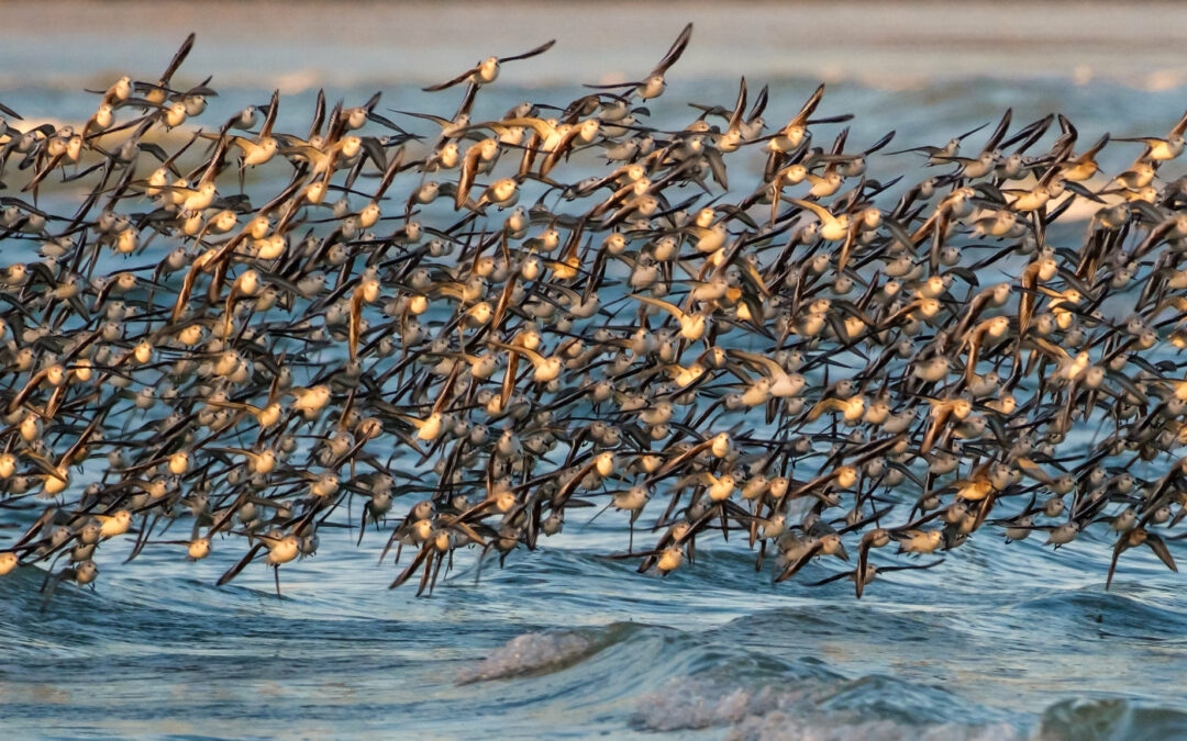 Comptage ornithologique en baie de Saint-Brieuc