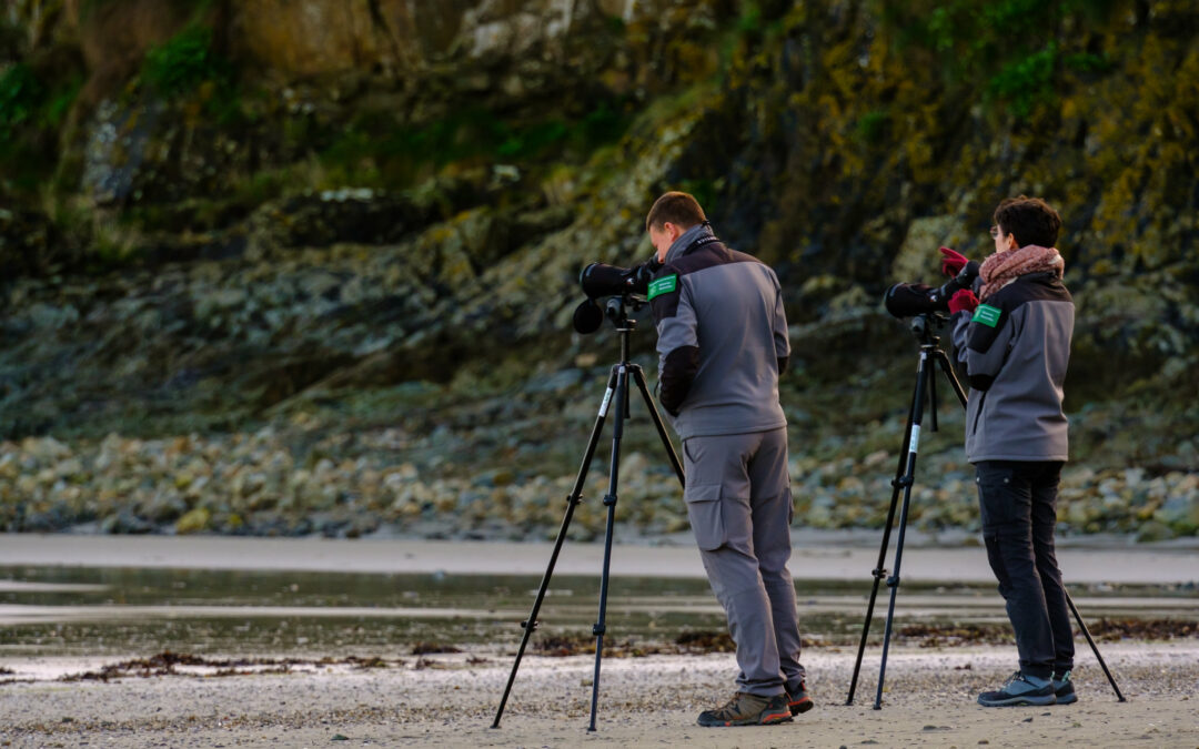 Comptage ornithologique en baie de Saint-Brieuc