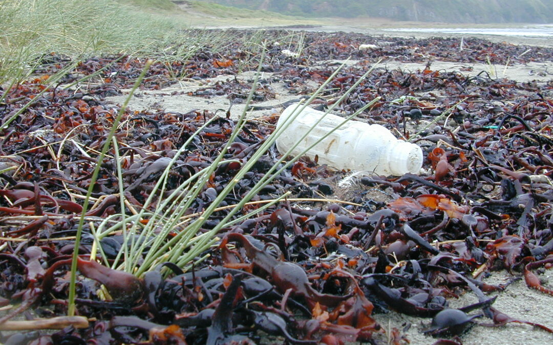 Nettoyage de plage sur la Réserve naturelle de la baie de Saint-Brieuc