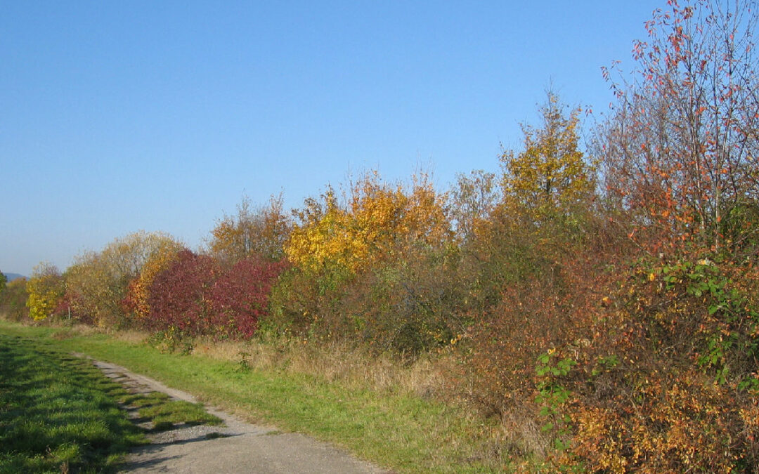 Chantier de plantation de haies chez des paysans de nature